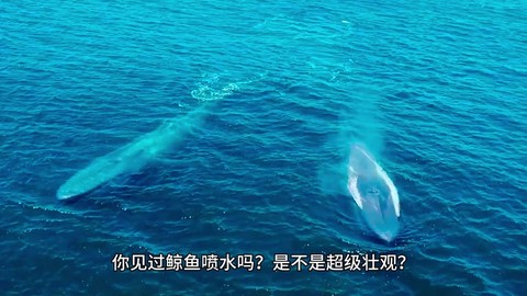 我的世界鲸鱼怎么做[图2]