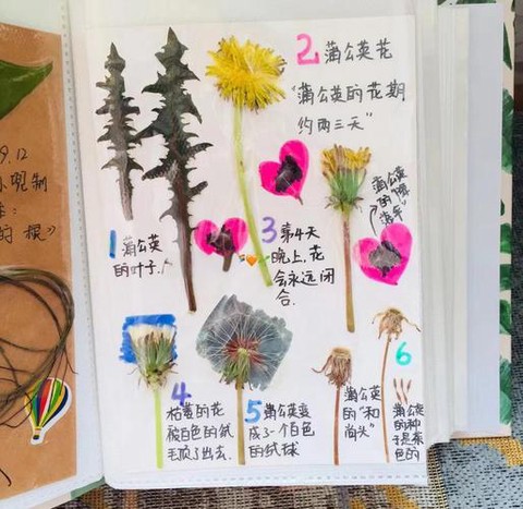 我的世界蒲公英怎么种[图2]