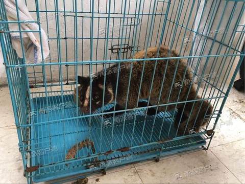 剑网3果子狸怎么抓[图2]