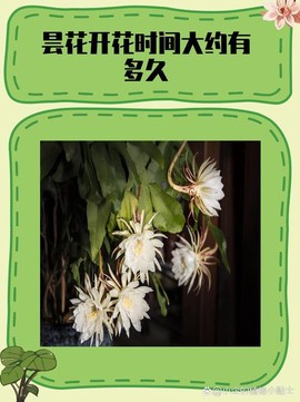 古剑奇谭昙花怎么得