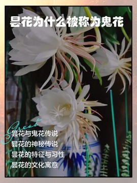 古剑奇谭昙花怎么得[图2]