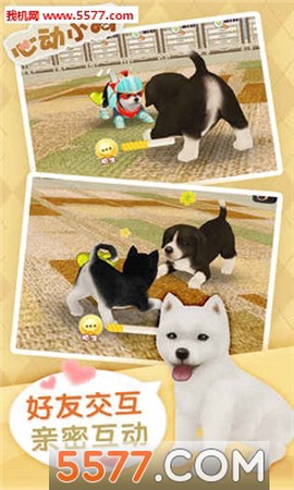 我的心动小狗图1