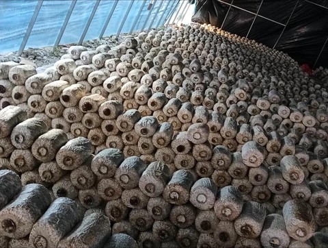 部落冲突蘑菇怎么种[图2]