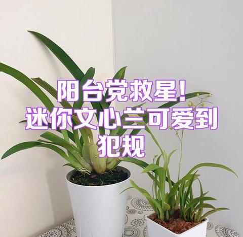 迷你世界兰花怎么刷