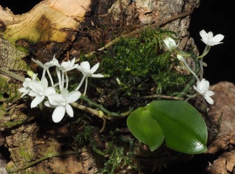 迷你世界兰花怎么刷[图2]