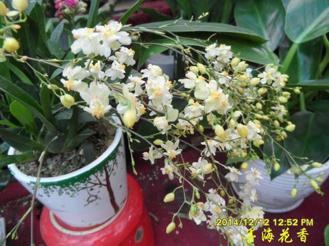 迷你世界兰花怎么获得