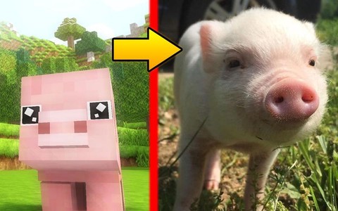 我的世界猪怎么繁殖