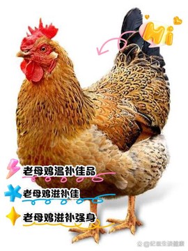 绝地求生里面的母鸡有什么用