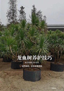 迷你世界怎么种龙血树