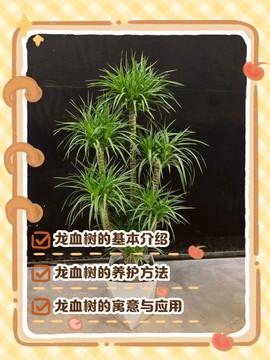 迷你世界怎么种龙血树[图2]