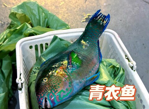 九阴真经新鲜的鱼换什么