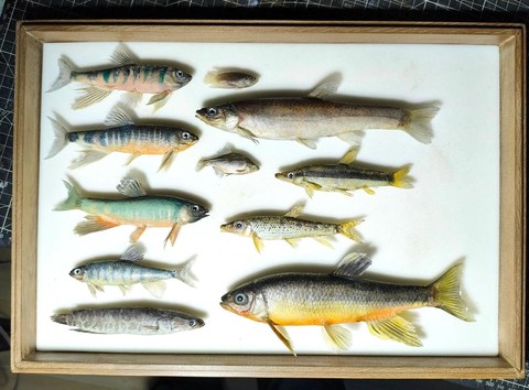 九阴真经新鲜的鱼换什么[图1]