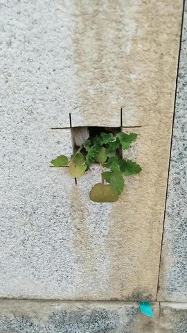 手机版绝地逢生怎么玩