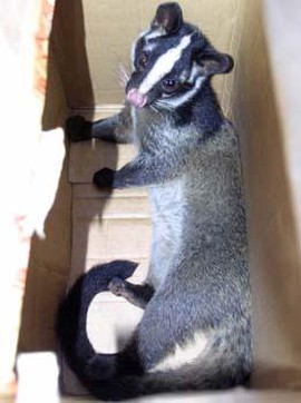 剑网3果子狸怎么抓[图2]