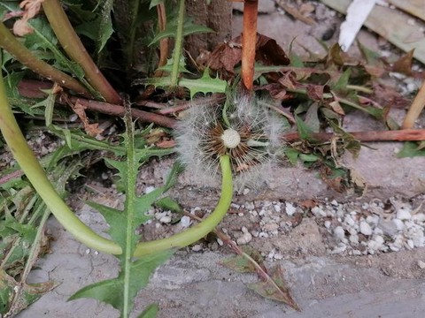 我的世界蒲公英有什么用