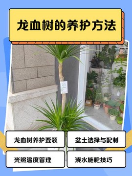 迷你世界龙血树怎么种