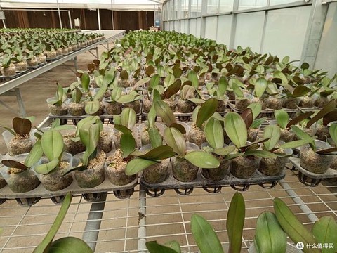 倩女幽魂苗圃能种什么[图1]