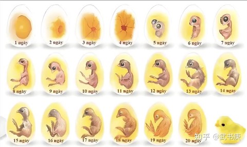 神奇宝贝蛋怎么孵化[图1]