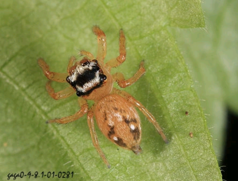 皇室战争什么是跳猪