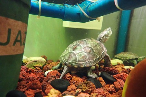 王国纪元乌龟怎么打[图2]