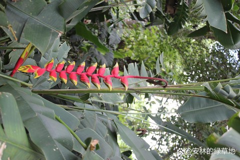 天龙八部种花给什么