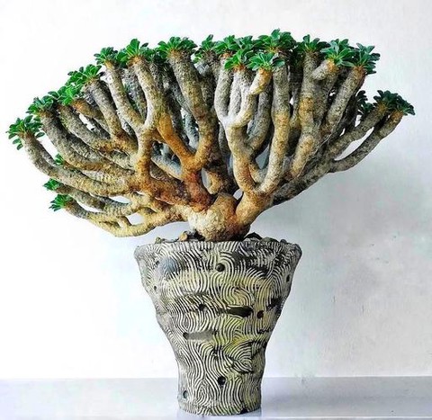 迷你世界怎么种龙血树