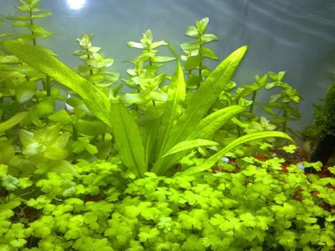 迷你世界水草怎么获得