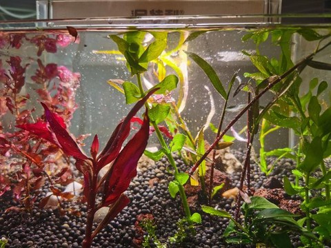 迷你世界水草怎么获得[图2]