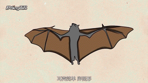 阴阳师蝙蝠是什么妖怪[图2]