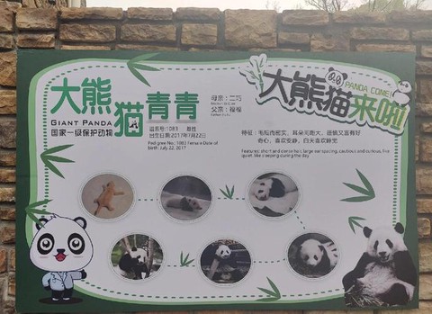 迷你世界怎么让熊猫生孩子[图2]