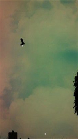 最后的生存鸟图1