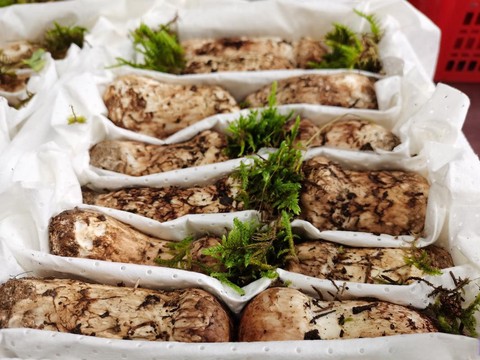 龙之谷松茸怎么出来