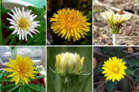 迷你世界怎么找蒲公英