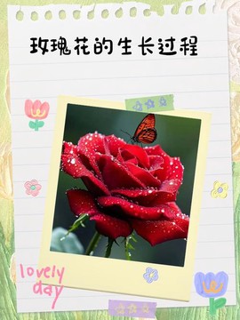 龙之谷玫瑰花怎么种[图1]