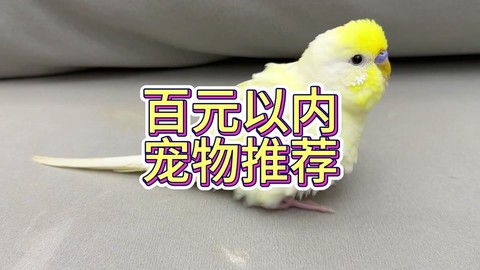 炉石传说鹦鹉怎么获得[图2]