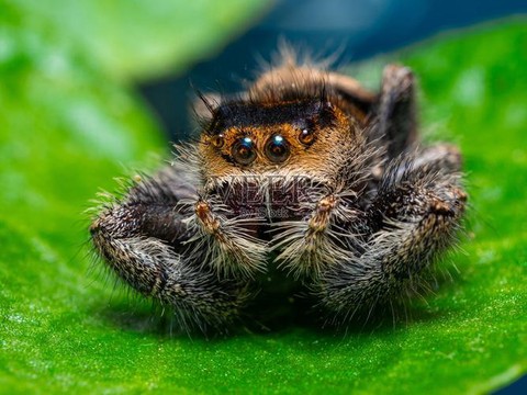 皇室战争什么是跳猪