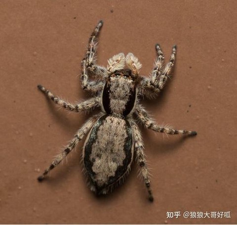 皇室战争什么是跳猪[图1]