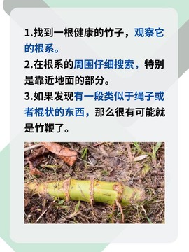 九阴真经青竹枝怎么得[图2]