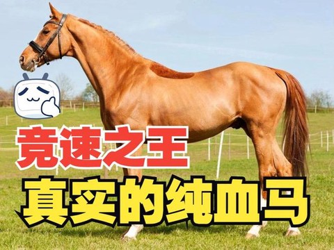 荒野大镖客什么马大