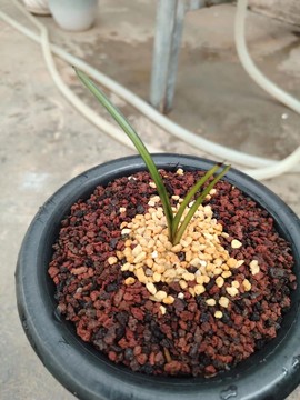 兰花魔域一条龙怎么样