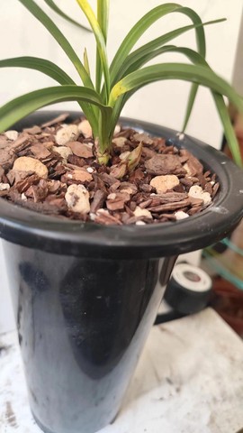 兰花魔域一条龙怎么样[图1]