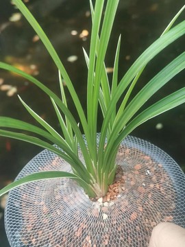 兰花魔域一条龙怎么样[图2]