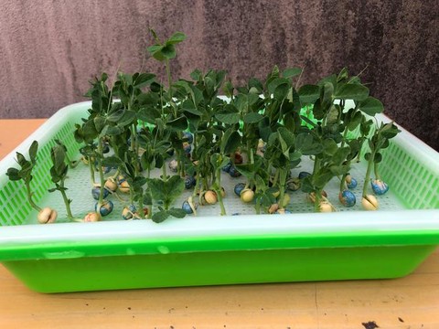 我的世界能种什么东西[图2]