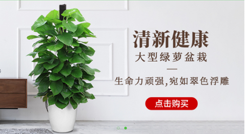 绿植到家[图1]