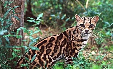 我的世界怎么找豹猫