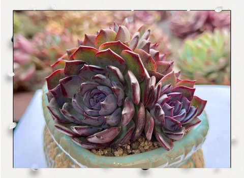 龙之谷蓝色妖姬怎么得[图1]