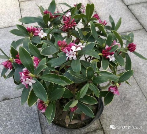 迷你世界血龙花怎么种