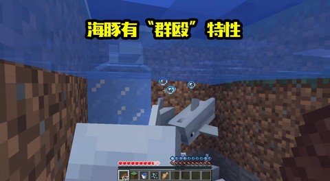 我的世界如何驯服海豚