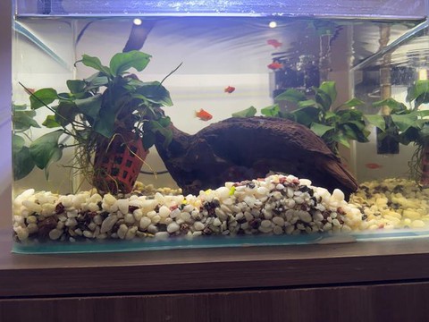 我的世界鱼缸怎么做