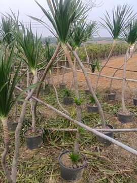 迷你世界怎么龙血树